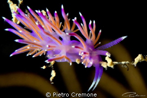 Flabellina by Pietro Cremone 